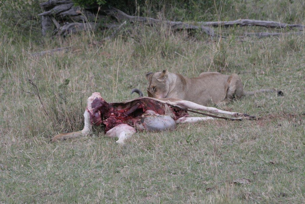 01-Lioness with pray.jpg - Lioness with pray